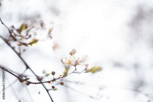 bloom tree