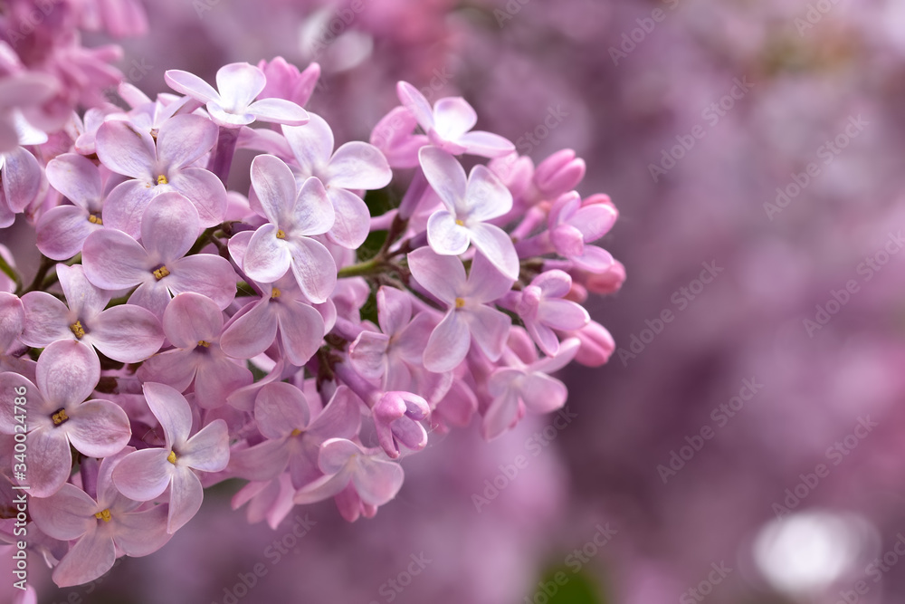 Pastel tender bunch of pink spring lilacs