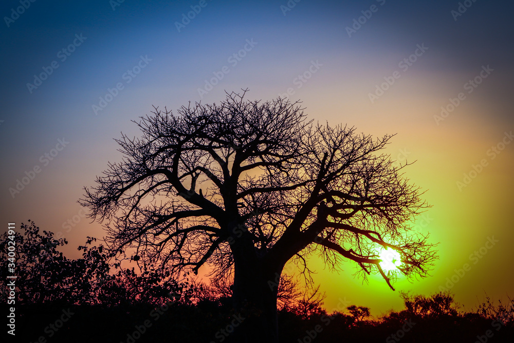 tree silhouette at sunset