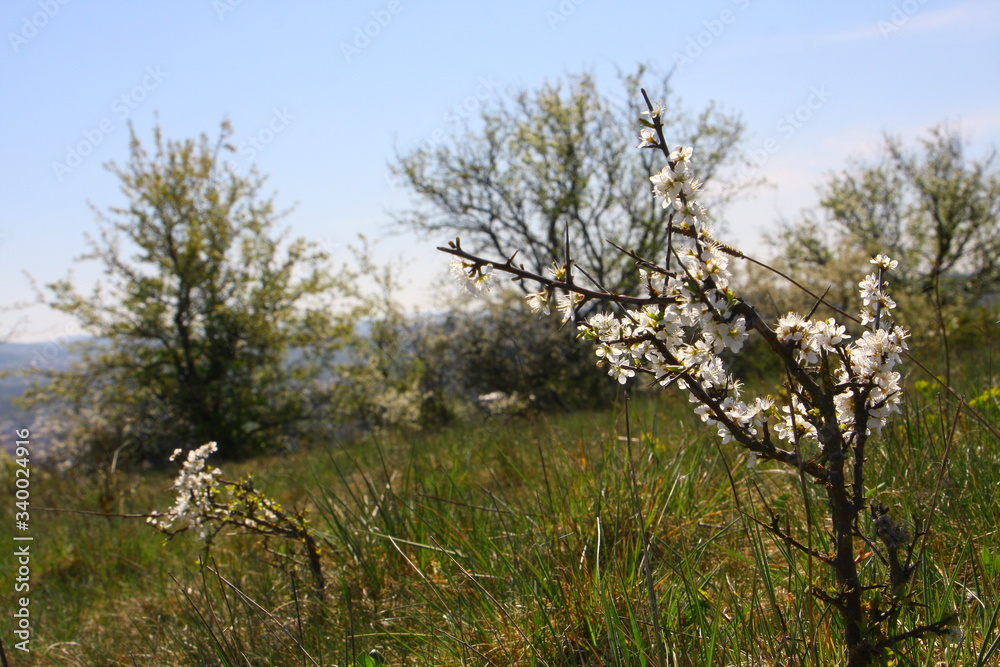 frühling frühling