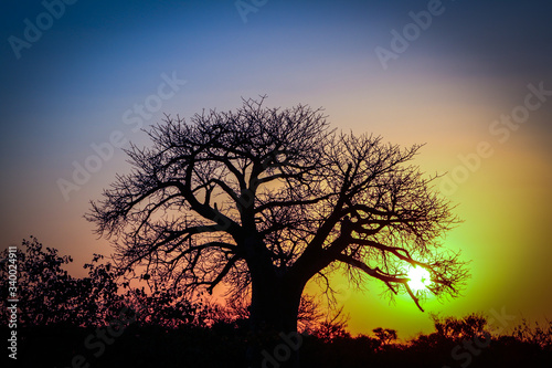 tree silhouette at sunset © Henrik