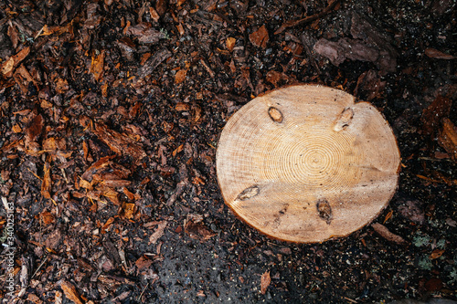 Log cut with sawdust on the ground, at the sawmill