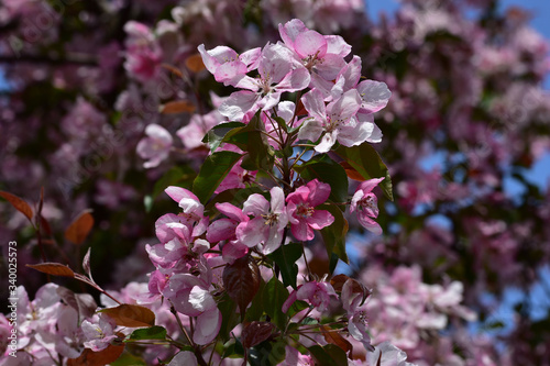 Spring flowering of bright pink garden apple trees