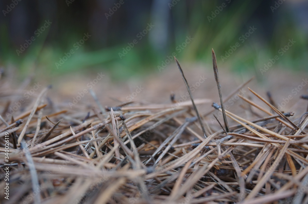 christmas tree needles texture on the ground christmas tree needles texture on the ground