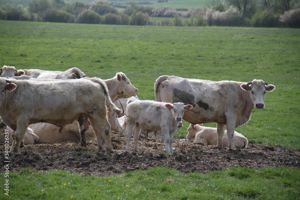 Blonde d'aquitaine domestic beef cattle herd Blonde d'aquitaine domestic beef cattle herd
