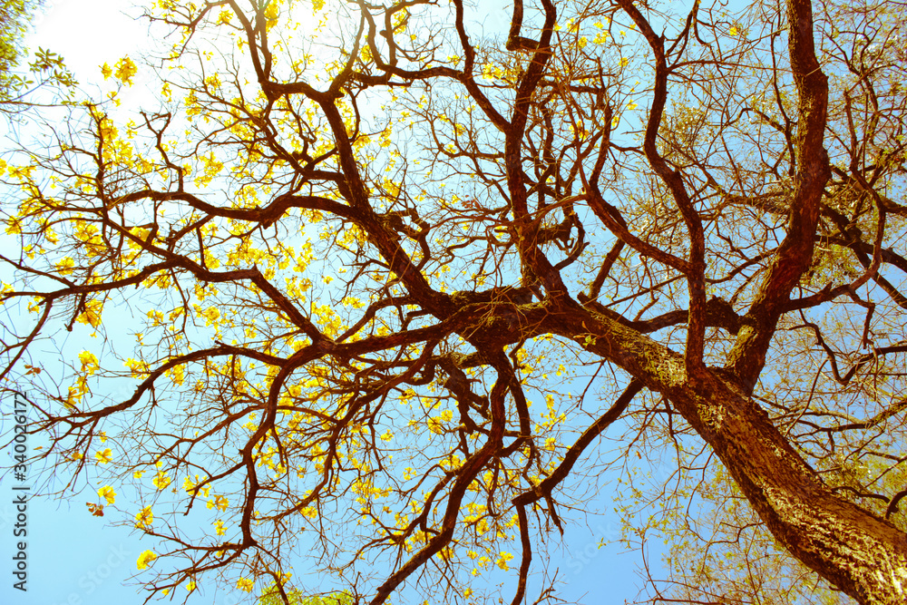Fototapeta premium autumn tree branches
