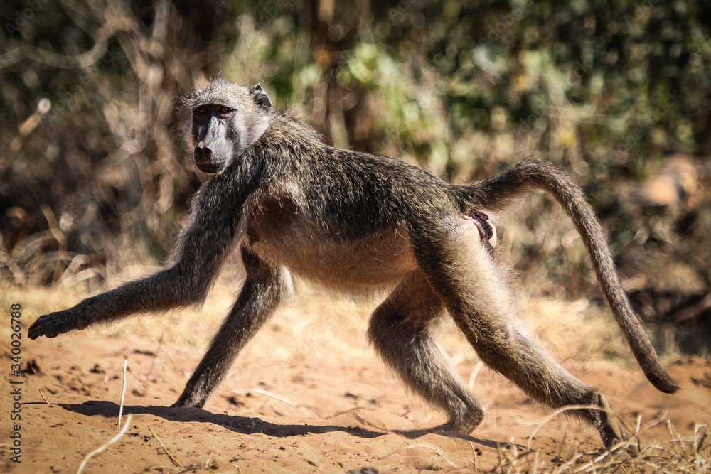 monkey running on ground