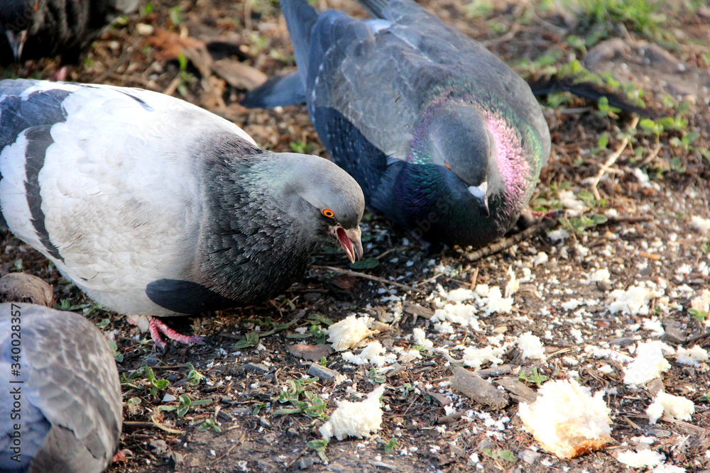 Hungry pigeons on the street eat bread crumbs. Hungry pigeons on the street eat bread crumbs.