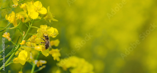 Blossoming rapeseed field in spring with a bee full of pollen. © Aron M  - Austria