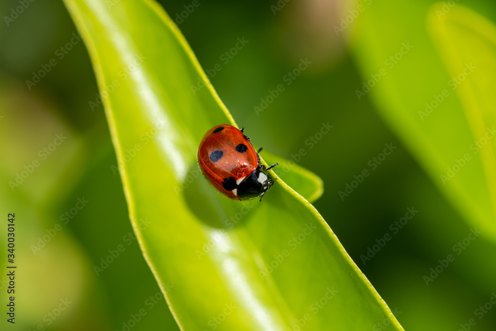 Red ladybug walking among green leaves with rain drops Red ladybug walking among green leaves with rain drops