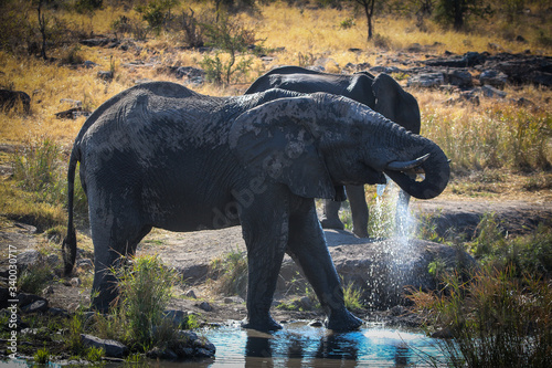 elephant in the water drinking