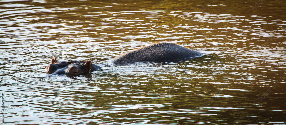 Naklejka premium hippo in the river