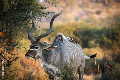 kudu bull in south africa photo