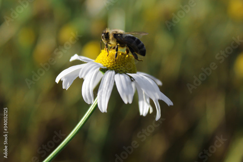 Bee on the chamomile flower.