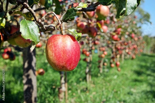 red apples on the tree in orchard 3
