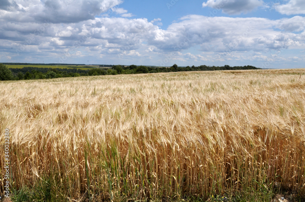 The barley ripens in the field.