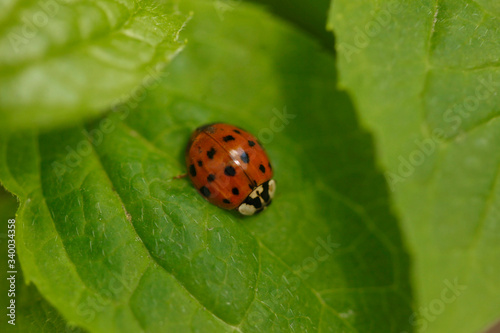 Red ladybug sitting on green tree
