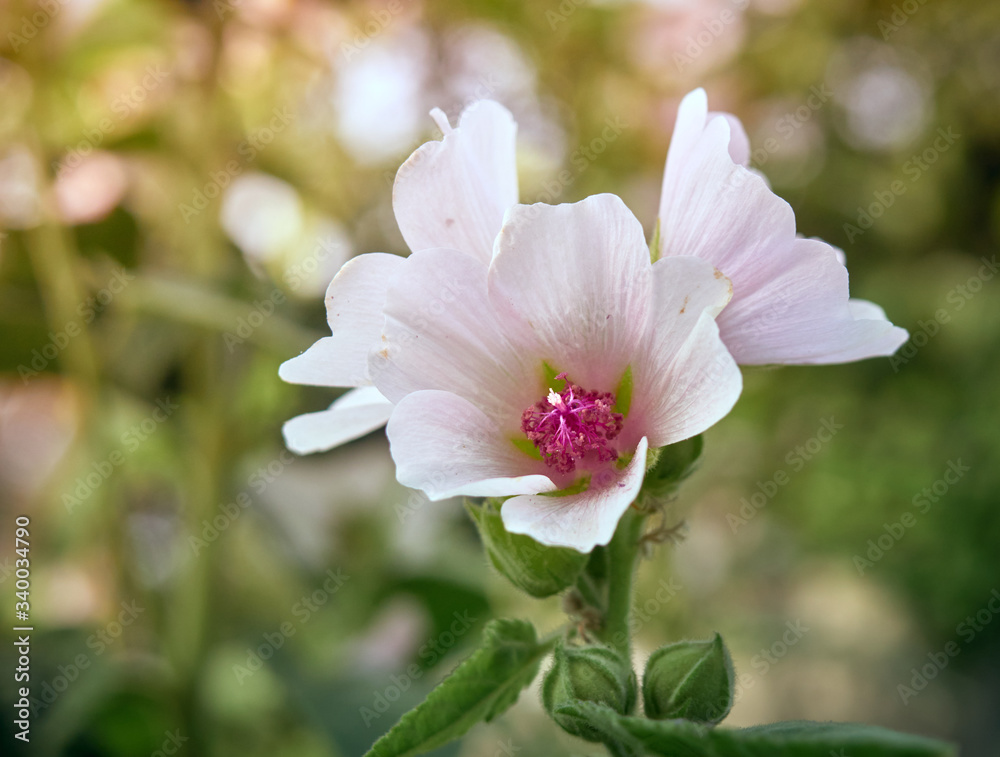 Wild flower Althaea officinalis in the garden. Wild flower Althaea officinalis in the garden.