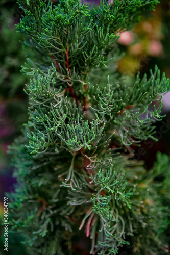 fir tree leaves look fresh suitable for a wallpaper, scientific name: Cupressus Sempervirens