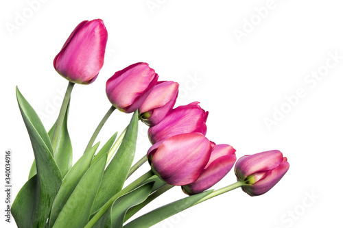 Beautiful magenta tulips isolated on a white background