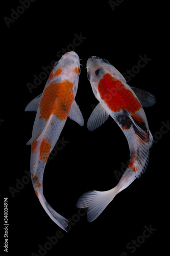Koi fish is domesticated version of common carp. This fish is most famous by its beautiful colors that have been created via selective breeding