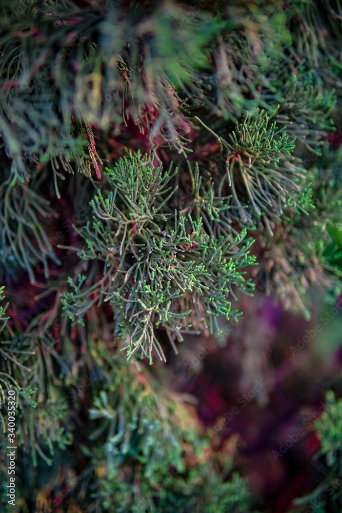 fir tree leaves look fresh suitable for a wallpaper, scientific name: Cupressus Sempervirens fir tree leaves look fresh suitable for a wallpaper, scientific name: Cupressus Sempervirens