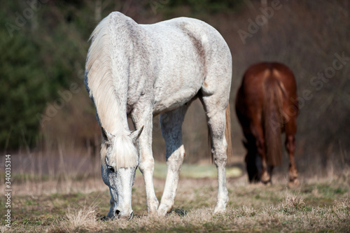 Portrait of gray horse grazing on green grassland