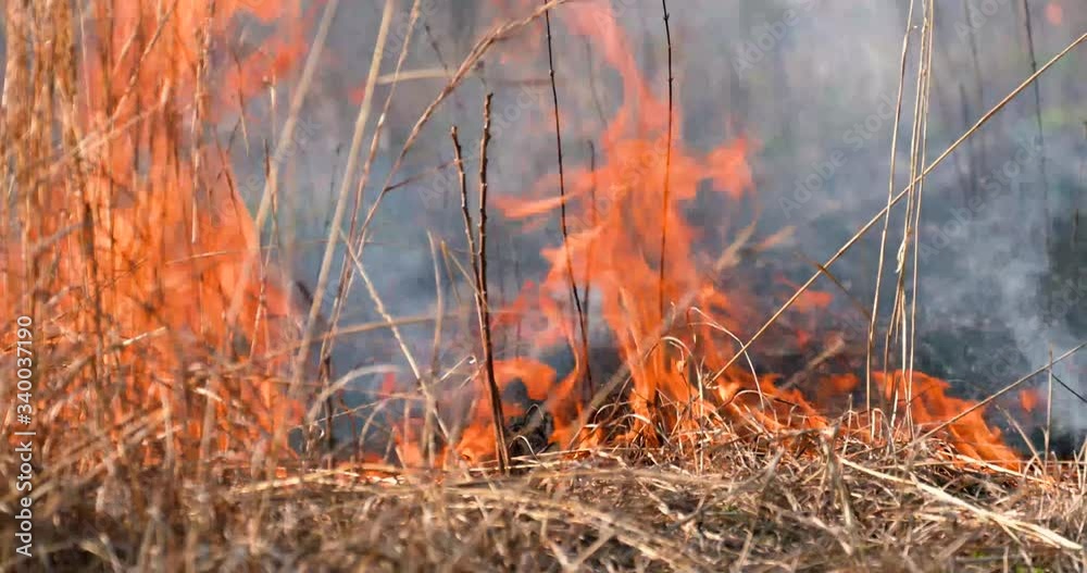 fire in grass close up flames fire in grass close up flames