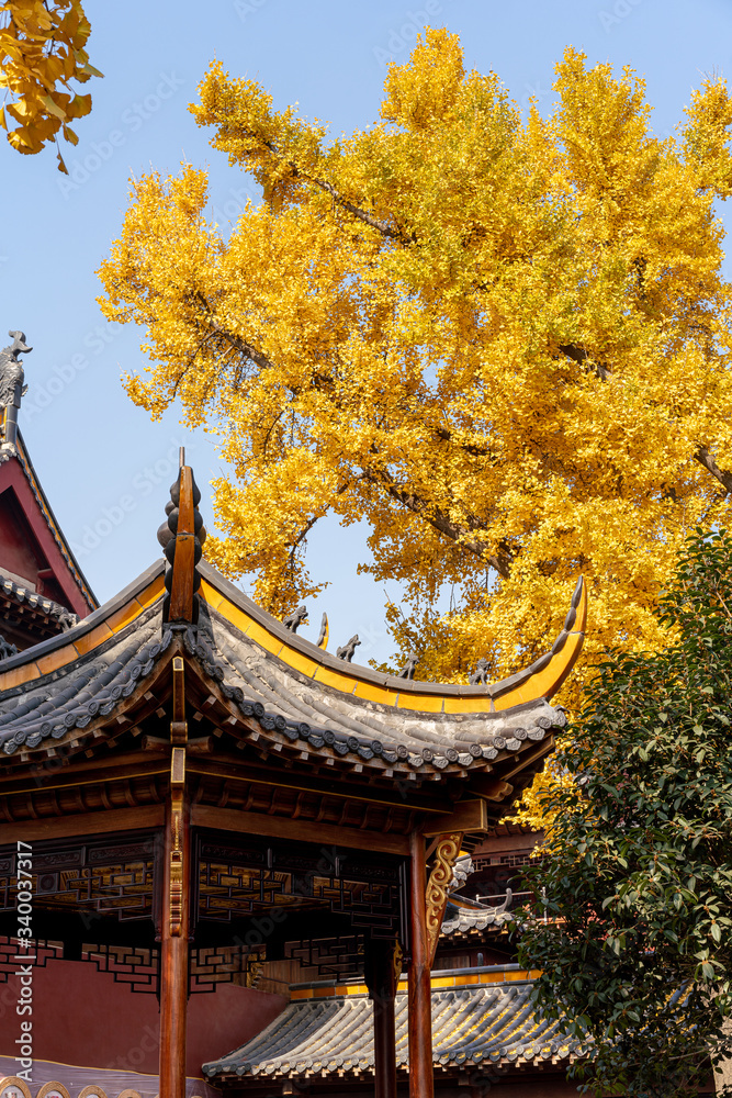 A ginkgo tree with a gold leafs next to the typical chinese temple A ginkgo tree with a gold leafs next to the typical chinese temple