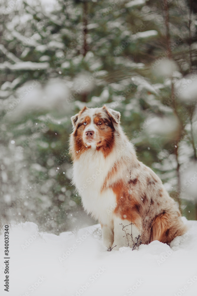 Australian shepherd dog in the snow