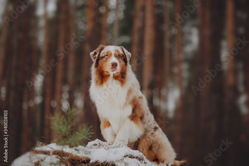 Fototapeta Naklejka Na Ścianę i Meble -  Australian shepherd dog sitting in winter