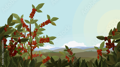 Coffee tree field
