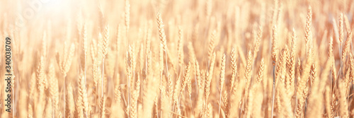 Bright golden rye field wit...