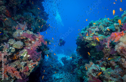 Red Sea, Egypt - Aug 2014: woman diver explores the reef