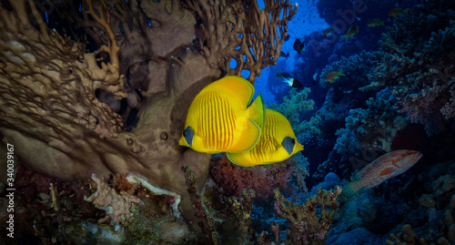 Masked Butterflyfish (Chaetodon semilarvatus) in the southern Red Sea, Egypt