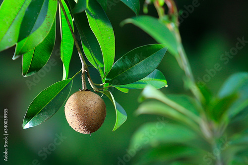 Fresh chikku, sapodilla fruit isolated on green background photo