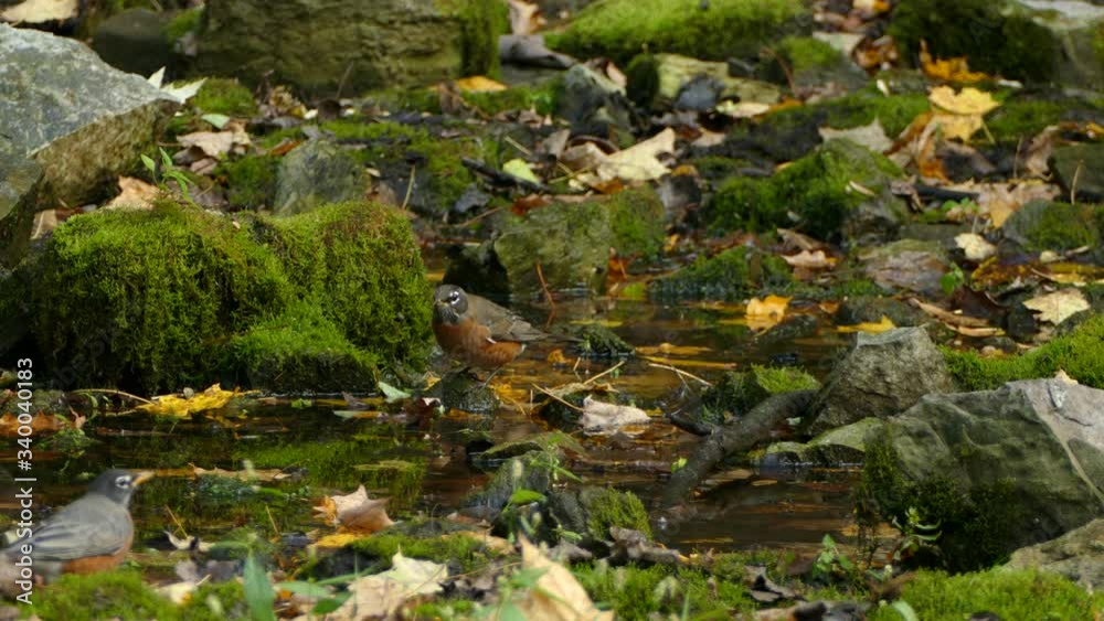 American robin hopping in puddle in lush forest floor with moss American robin hopping in puddle in lush forest floor with moss