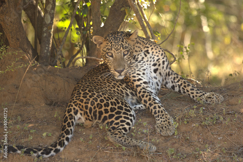 Leopard  Panthera pardus kotiya . Yala National Park  Sri Lanka. 