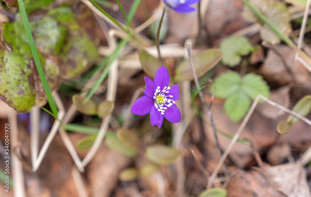 Hepatica in the forest Hepatica in the forest