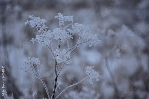 Dry hemlock (Conium maculatum) in winter covered with frost © Abinieks