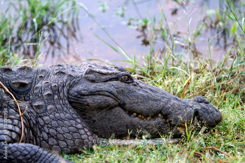 Fényképezés Mugger crocodile (Crocodylus palustris).
Sri Lanka.