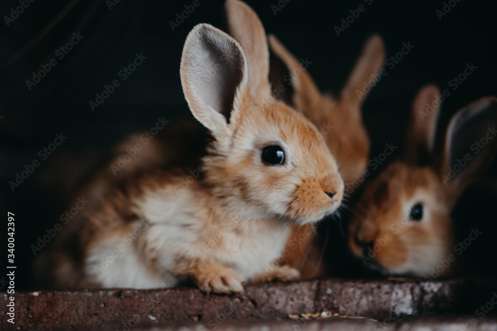 Cute young rabbits in the hutch Cute young rabbits in the hutch