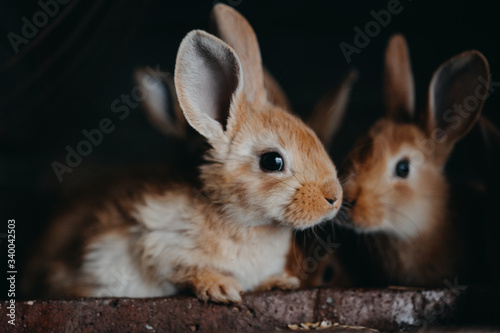 Φωτογραφία Cute young rabbits in the hutch