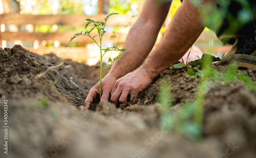 Farmer planting tomatoes seedling in organic garden