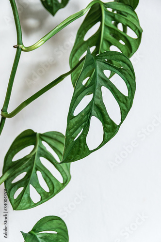 Close-up on the hanging vine of swiss cheese plant (monstera adansonii) with fenestrations in leaves on a white background. Attractive houseplant detail against white backdrop. photo