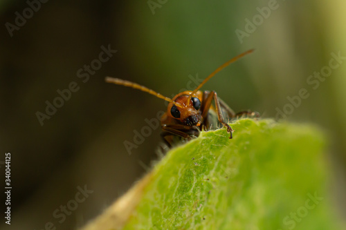 bug on a green leaf © Classic