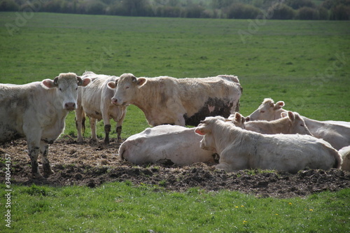 Blonde d'aquitaine domestic beef cattle herd photo