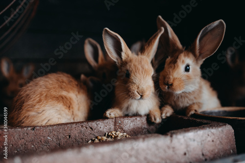 Vászonkép Cute young rabbits in the hutch