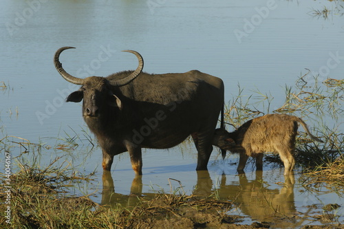 Water buffalo (Bubalus bubalis).
Sri Lanka.