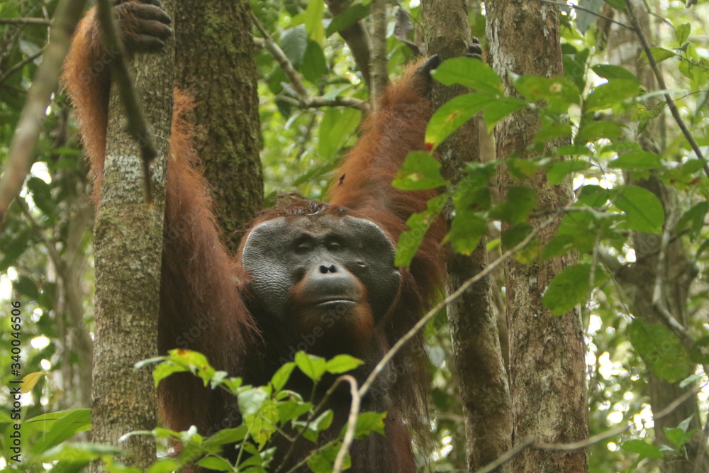 Fototapeta premium Bornean orangutan (Pongo pygmaeus). Borneo